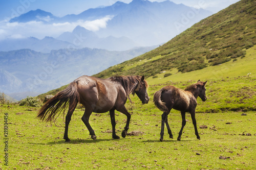 Caballos raza asturcón en el Sueve, Asturias
