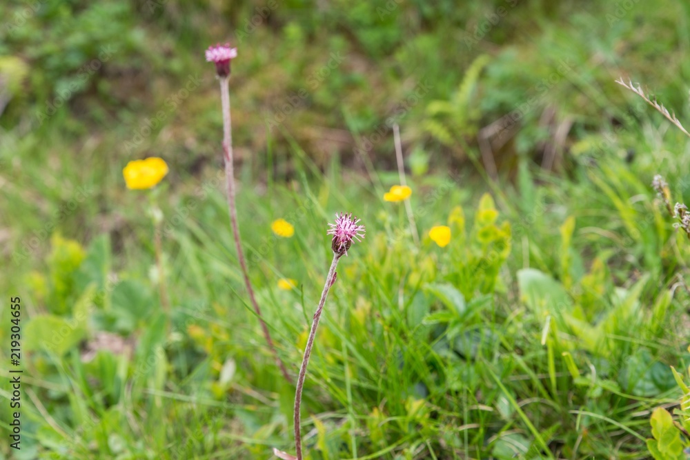 Blumenwiese im Naturpark Riedingtal Zederhaus, Österreich Blumenwiese im Naturpark Riedingtal Zederhaus, Österreich