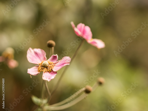 blume