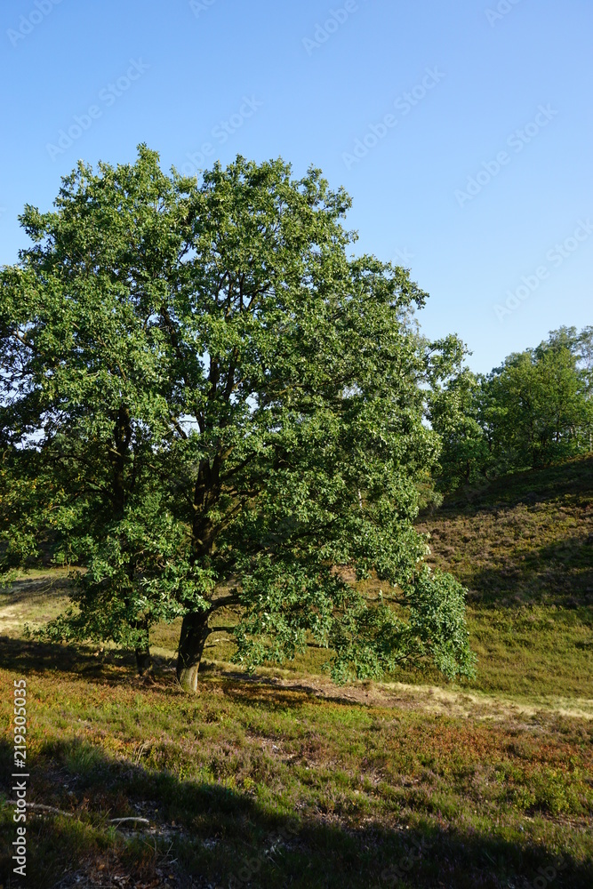 Obraz premium Heide - Landschaft | Fischbeker Heide in Hamburg