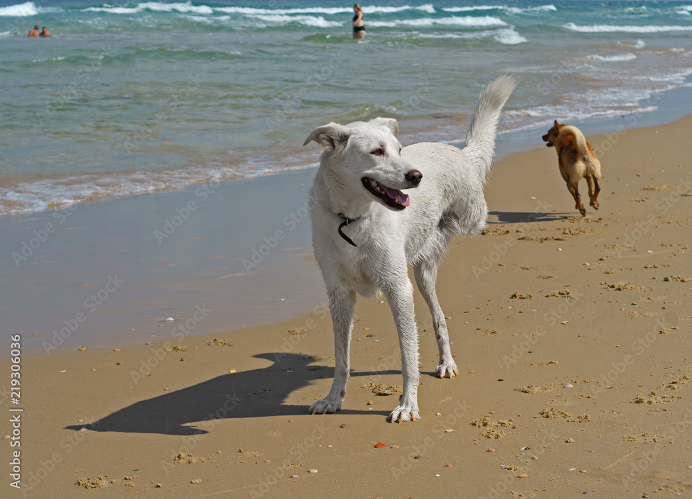 Beautiful disability dog on three legs playing on Beach in Charles Clore Park. Tel Aviv, Israel Beautiful disability dog on three legs playing on Beach in Charles Clore Park. Tel Aviv, Israel