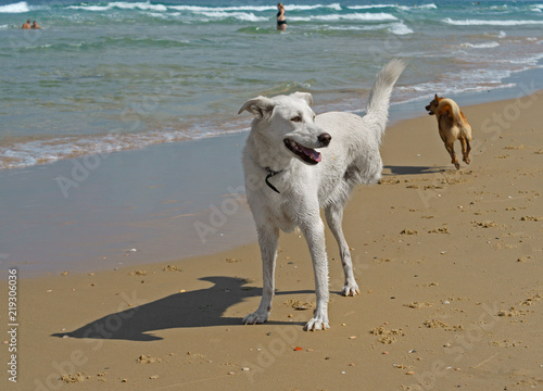 Fototapeta Naklejka Na Ścianę i Meble -  Beautiful disability dog on three legs playing on Beach in Charles Clore Park. Tel Aviv, Israel