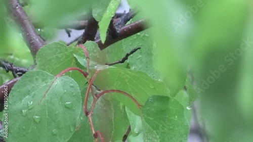 Green leaves in the rain. A tree in the rain. Summer shower.