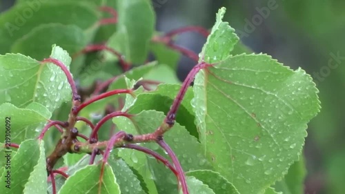 Green leaves in the rain. A tree in the rain. Summer shower.