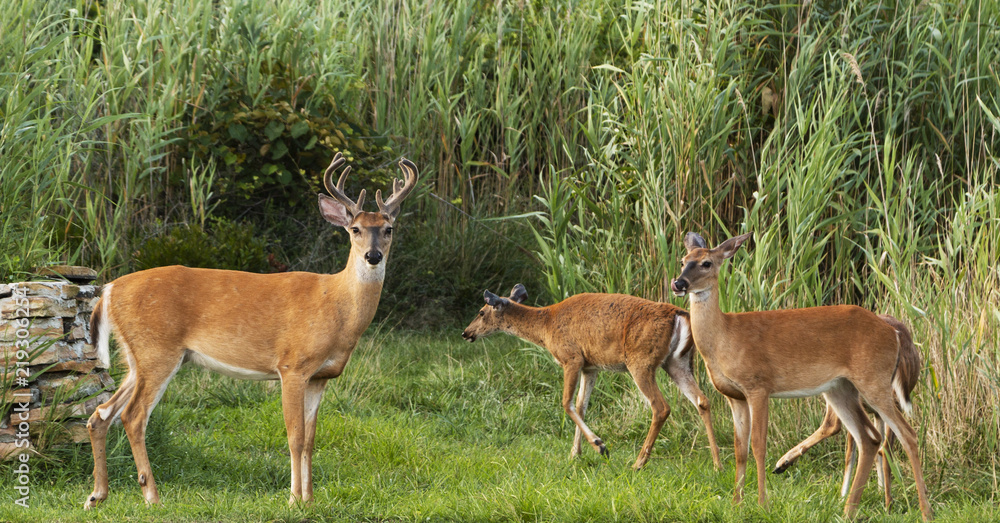 Deer looking for food around sunset on Long Island Deer looking for food around sunset on Long Island