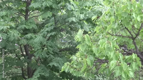 Green leaves in the rain. A tree in the rain. Summer shower.