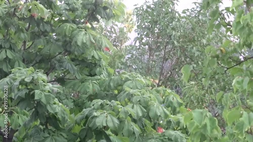 Green leaves in the rain. A tree in the rain. Summer shower.