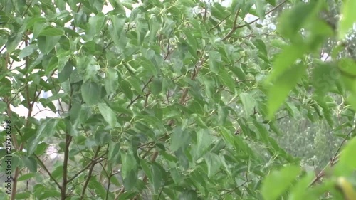 Green leaves in the rain. A tree in the rain. Summer shower.