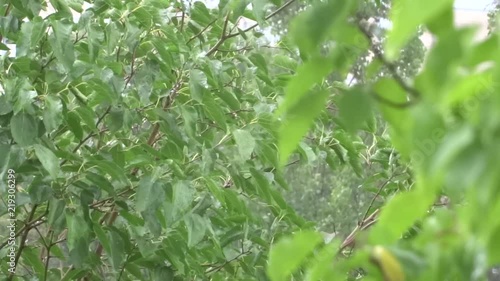 Green leaves in the rain. A tree in the rain. Summer shower.