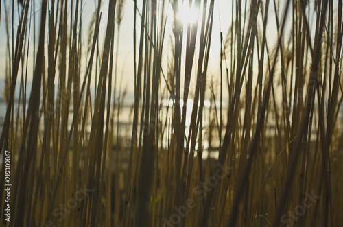 The sun light shining through the thick reeds in the wetlands of the great salt lake. 