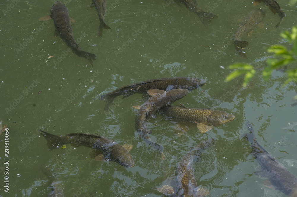 Fish Fish