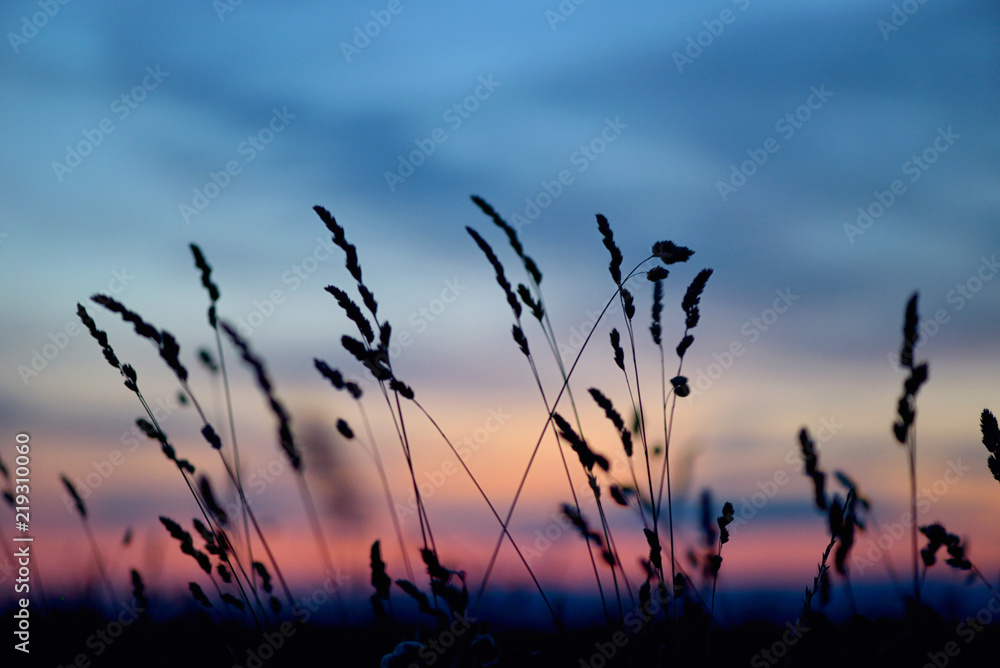 Obraz premium Dried flowers and grass on sunset