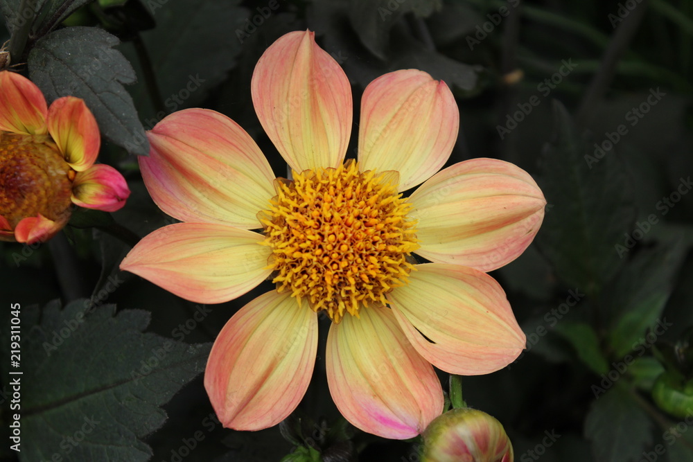 Fototapeta premium Flower