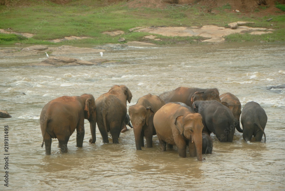Fototapeta premium Herd of elephants bathing in the river