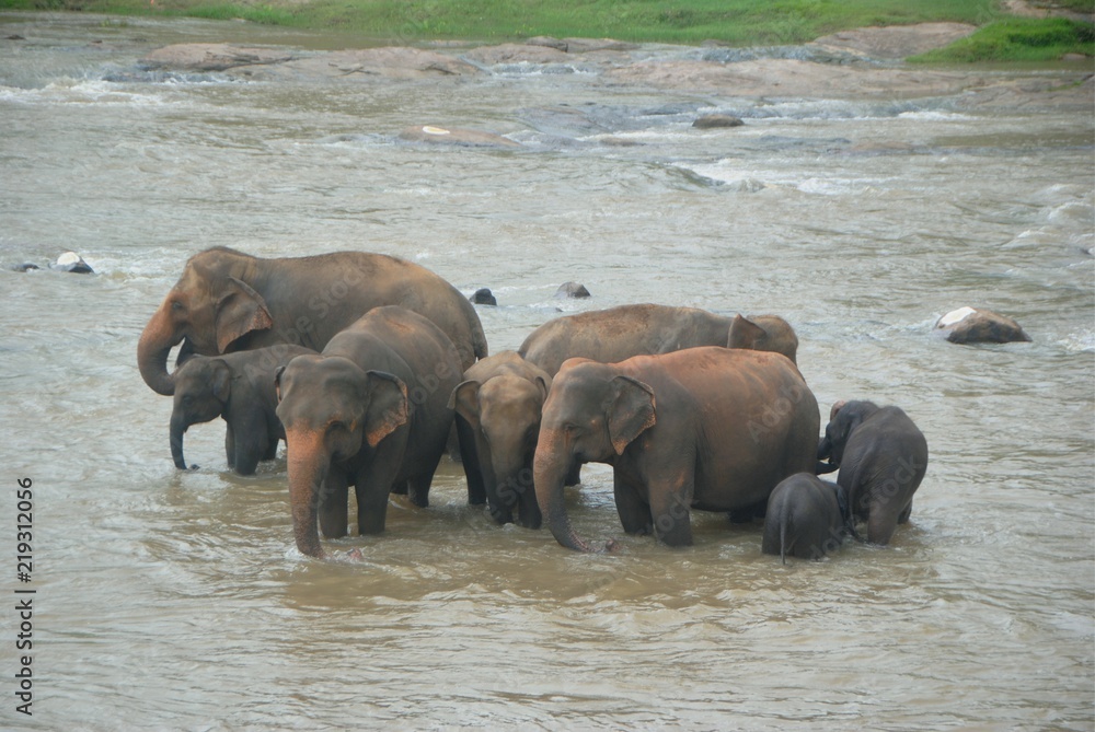 Fototapeta premium Herd of elephants bathing in the river