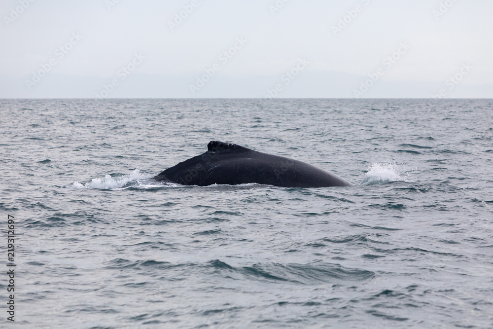 Obraz premium Humpback whale in Panamá - Pacific Ocean