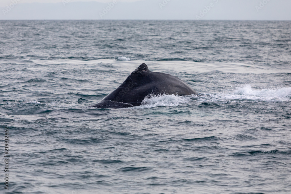 Fototapeta premium Humpback whale in Panamá - Pacific Ocean
