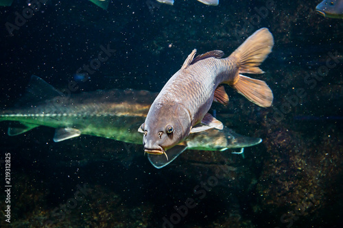 carp swims with other fish in a freshwater lake or pond