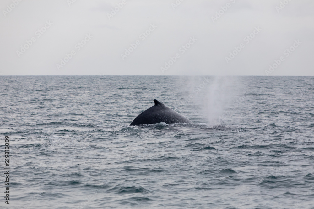 Fototapeta premium Humpback whale in Panamá - Pacific Ocean
