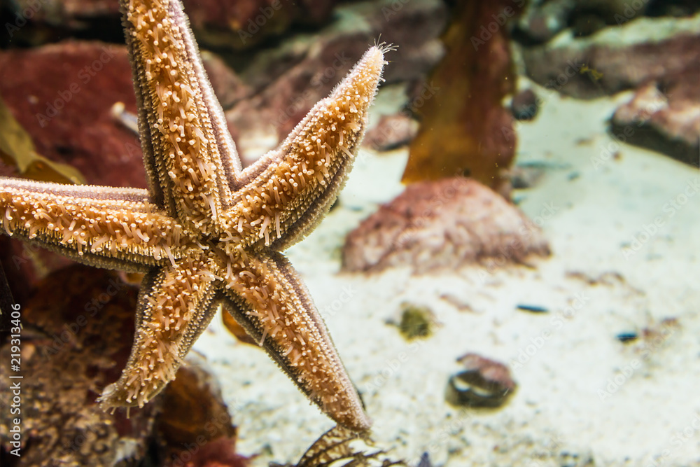 starfish on the walls of the aquarium on the background of the seabed starfish on the walls of the aquarium on the background of the seabed
