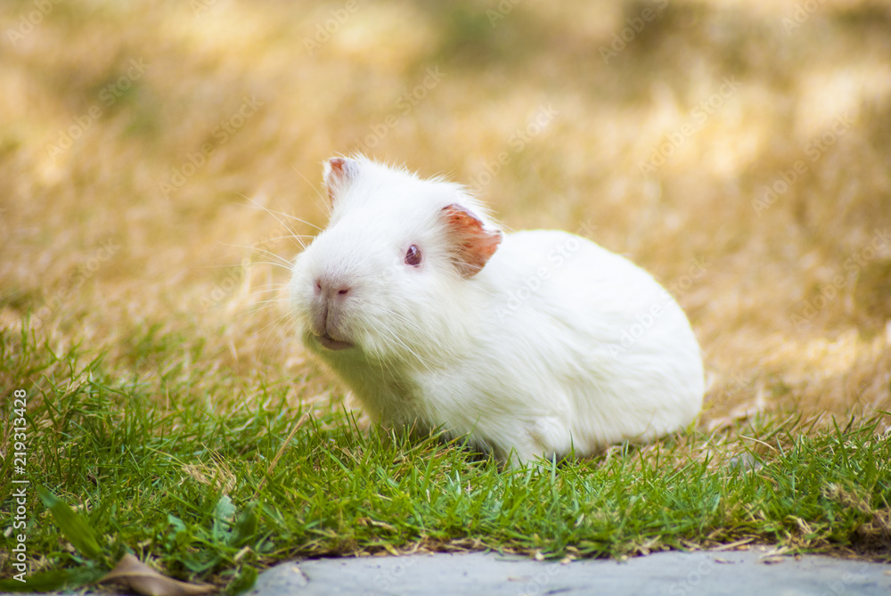 White Guinea pig sitting in green and yellow grass White Guinea pig sitting in green and yellow grass