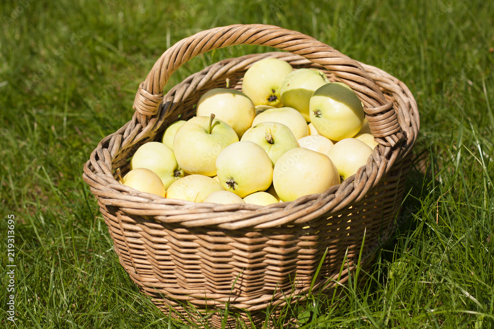 White apples in a basket. White apples in a basket.