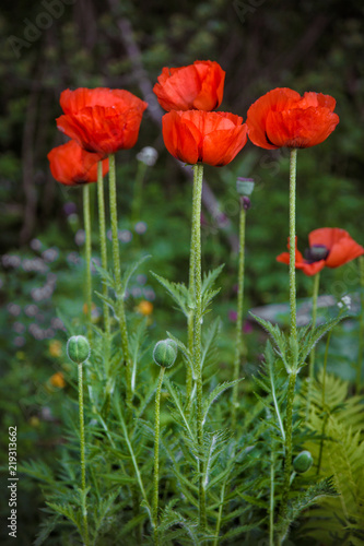 Fototapeta Naklejka Na Ścianę i Meble -  красные декоративные маки в саду