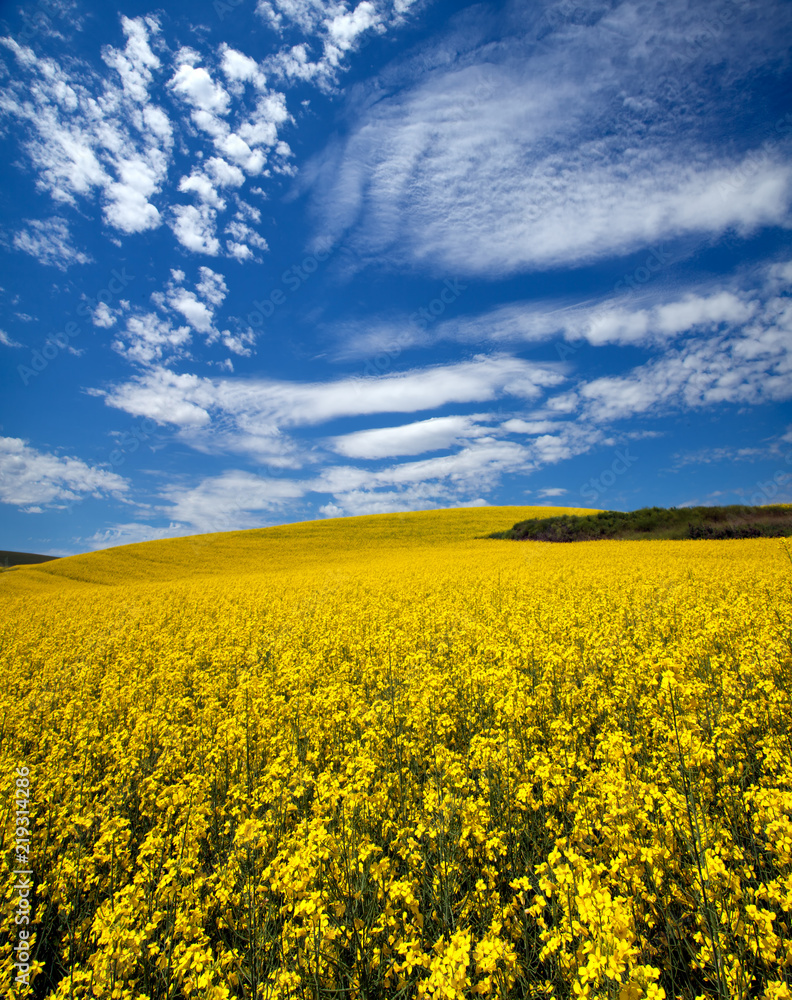 Obraz premium Canola field in the Palouse