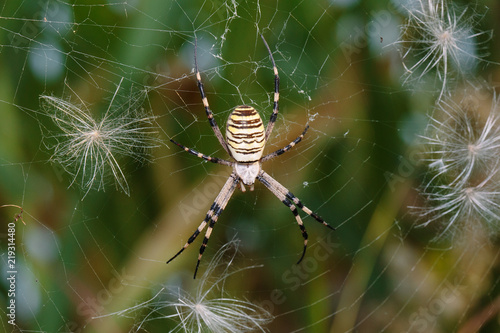 Wasp spider - Argiope bruennichi, photographed in Serbia.