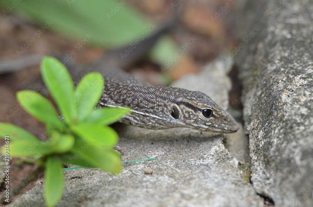 Naklejka premium Bindenwaran, Varanus salvator
