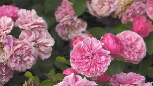 Wallpaper Mural fLOWER IN THE GARDEN Torontodigital.ca