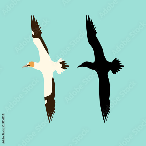 northern gannet bird vector illustration flat style silhouette photo