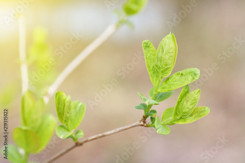 Young green buds and leaves blossoming on the branches of a tree. photo