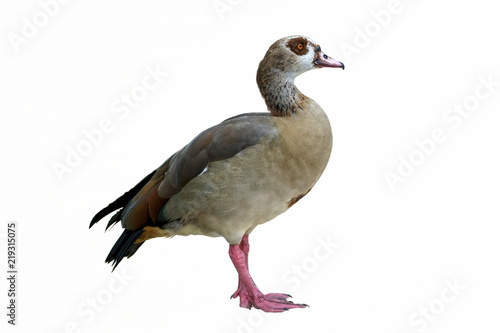 isolated egyptian duck on white background
