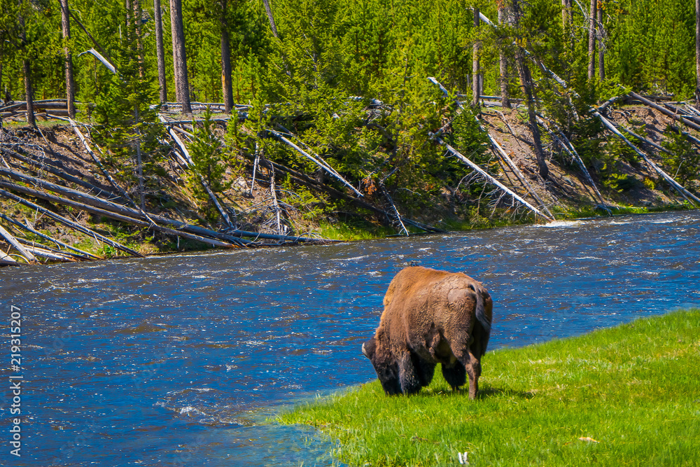 Beautiful outoor view of lonely buffalo grazing alongside a western river in Yellowstone National Park Beautiful outoor view of lonely buffalo grazing alongside a western river in Yellowstone National Park