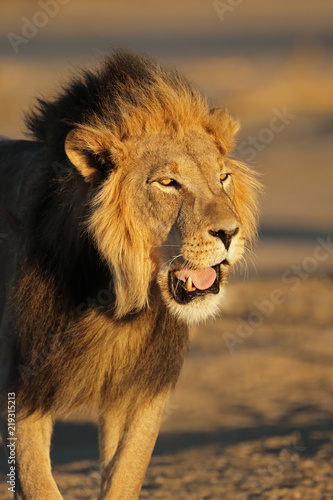 Portrait of a big male African lion  Panthera leo   Kalahari desert  South Africa.