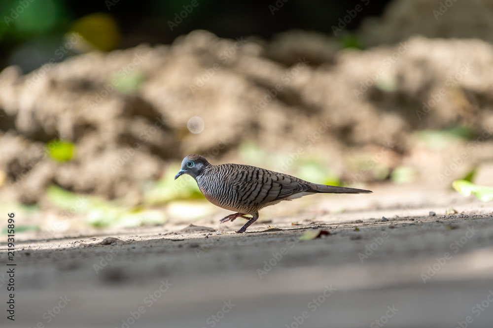 Obraz premium Geopelia striata (Columbidae) bird in nature, living in nature looking for food, Thailand