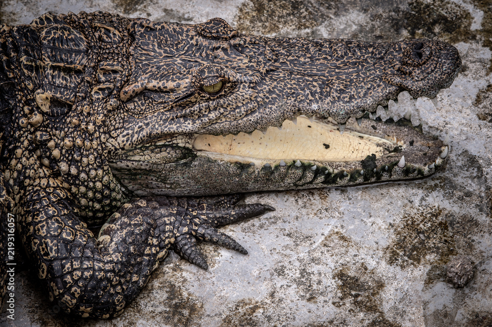 Naklejka premium Portrait of freshwater Crocodile in a farm in Thailand, Phuket Crocodile farm, feeding the Crocodylus with raw chicken, it is one of the tourist attraction in Phuket