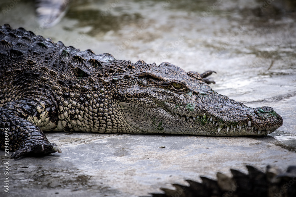 Portrait of freshwater Crocodile in a farm in Thailand, Phuket Crocodile farm, feeding the Crocodylus with raw chicken, it is one of the tourist attraction in Phuket Portrait of freshwater Crocodile in a farm in Thailand, Phuket Crocodile farm, feeding the Crocodylus with raw chicken, it is one of the tourist attraction in Phuket