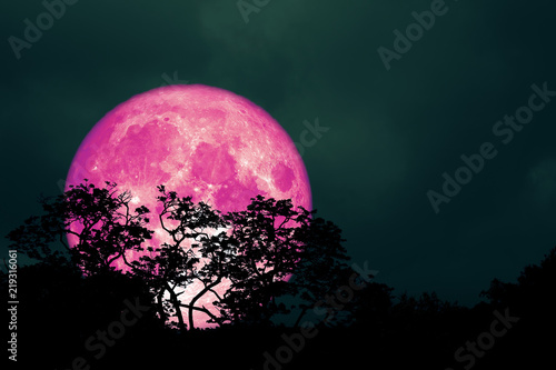 full pink moon back over silhouette leaves on tree in night sky