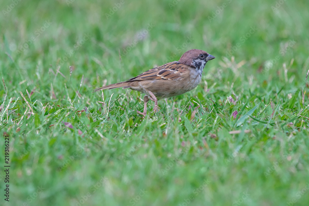 Red Sparrow bird on the grass looking for food early in the morning, thailand Red Sparrow bird on the grass looking for food early in the morning, thailand