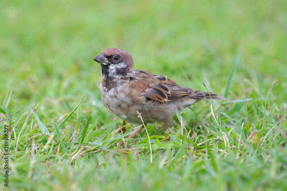 Red Sparrow bird on the grass looking for food early in the morning, thailand Red Sparrow bird on the grass looking for food early in the morning, thailand