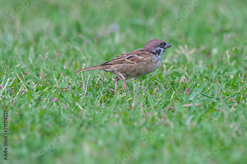 Red Sparrow bird on the grass looking for food early in the morning, thailand