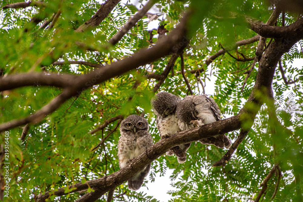 Spotted Owlet (Athene brama) living in a local park of Thailand, one of the smallest owl typically living in pair with other family members Spotted Owlet (Athene brama) living in a local park of Thailand, one of the smallest owl typically living in pair with other family members