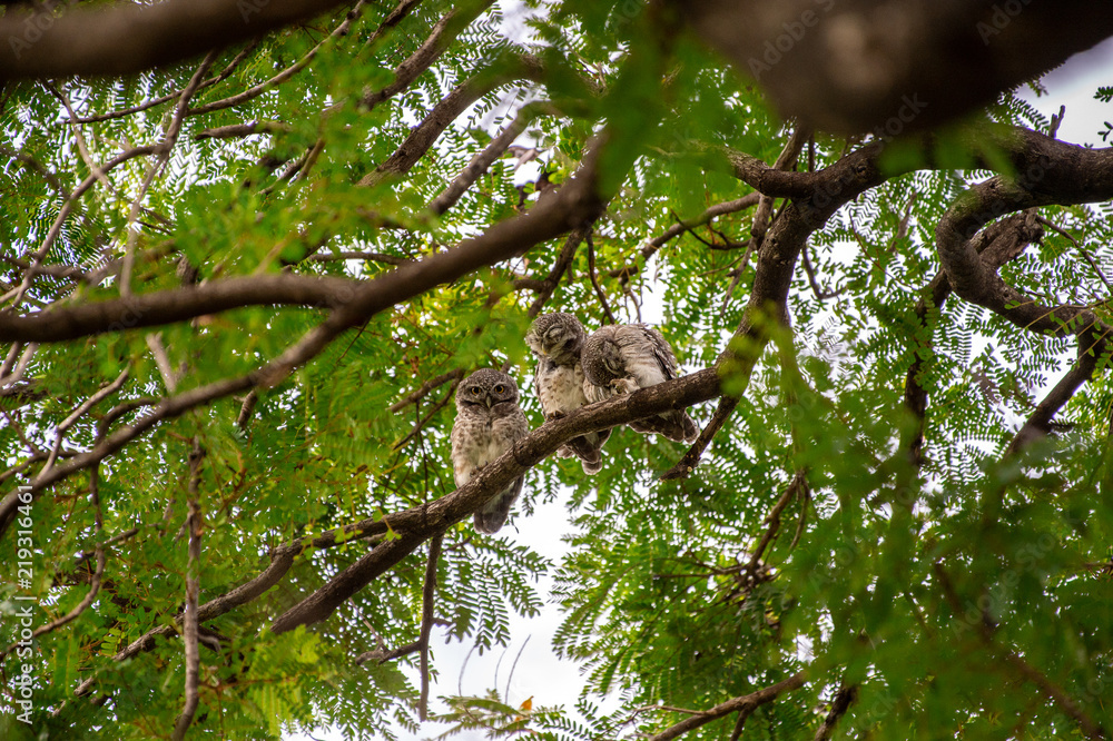 Spotted Owlet (Athene brama) living in a local park of Thailand, one of the smallest owl typically living in pair with other family members Spotted Owlet (Athene brama) living in a local park of Thailand, one of the smallest owl typically living in pair with other family members