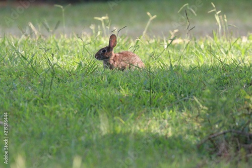 Fototapeta Naklejka Na Ścianę i Meble -  Rabbit in the grass
