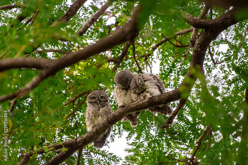 Spotted Owlet (Athene brama) living in a local park of Thailand, one of the smallest owl typically living in pair with other family members © Sharpnaja