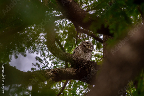 Spotted Owlet (Athene brama) living in a local park of Thailand, one of the smallest owl typically living in pair with other family members