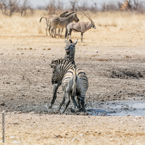 Zebra Fighting