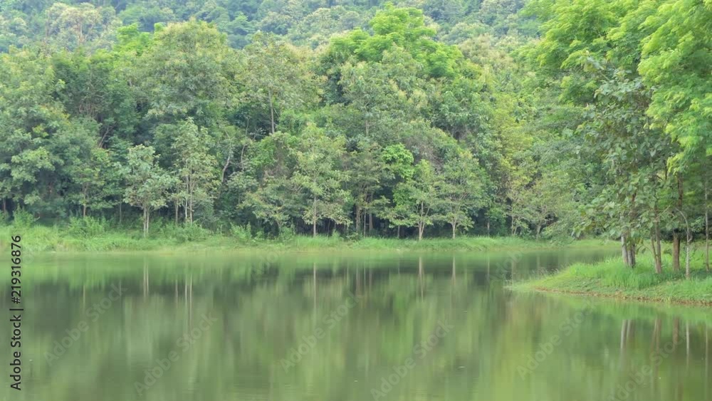 Tree in forest and water reflection in nation park. Dolly concept. Tree in forest and water reflection in nation park. Dolly concept.